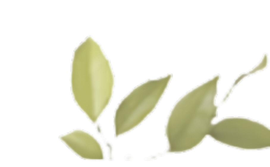 Illustration of five pale green leaves with a watercolor effect.