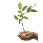 Young plant in nurturing hands