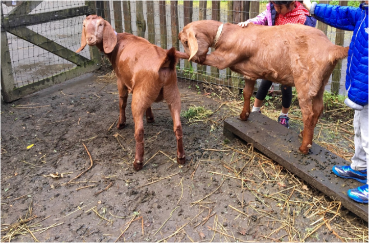 Farm Animals for PBL Project