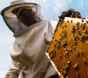 West Virginia Coal Miners to Beekeepers on Nationswell
