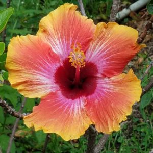 hawaii-flower