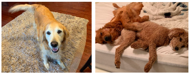 Craig Shaprio's Dogs: Bella, Zoey, and Boomer