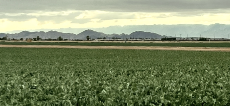 Agriculture in the Desert Valley