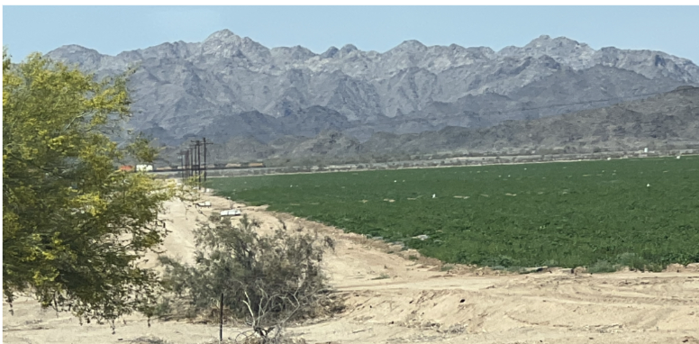 Fields in the midst of the desert