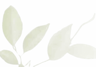 Minimalist illustration of white leaves on a transparent background.